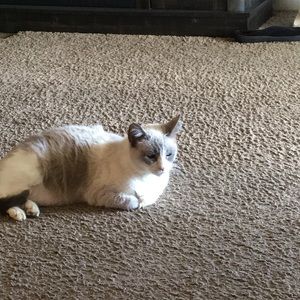 Meet your Posher, Lisa